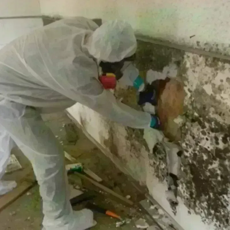 Mold Remediation and Removal in Holbrook, NY